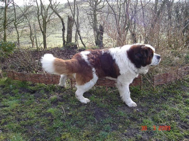 Sankt bernhardshund Rollo R.I.P billede 3
