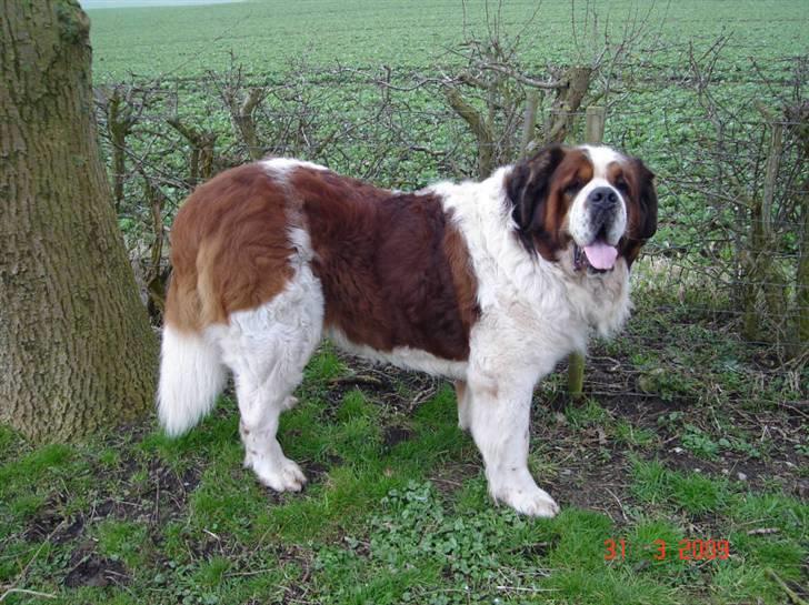Sankt bernhardshund Rollo R.I.P billede 4