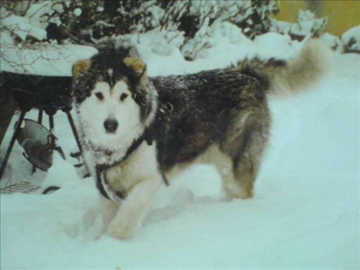 Alaskan malamute Freja  *himmelhund* - er man ikke smuk?? billede 19