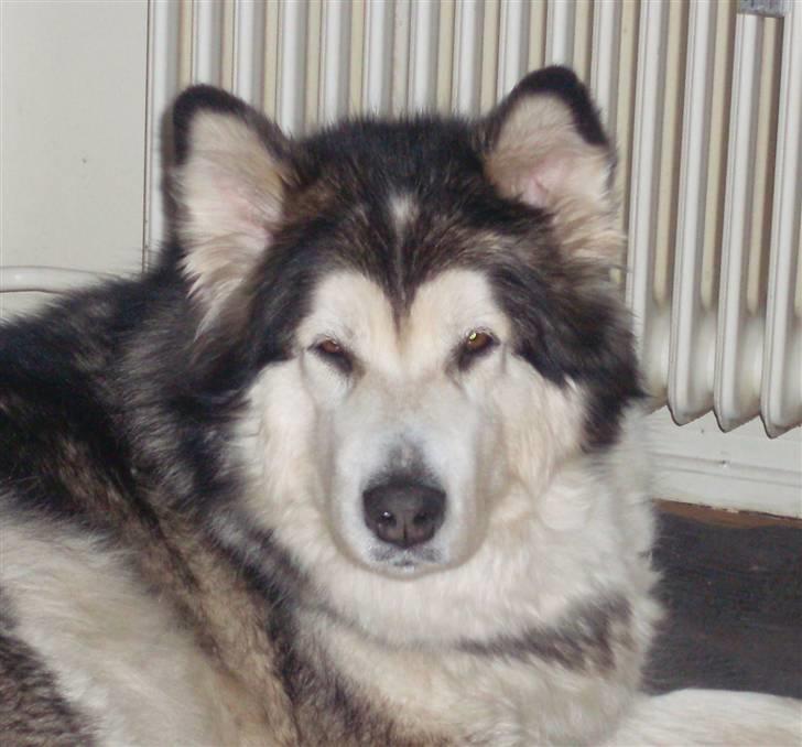 Alaskan malamute Freja  *himmelhund* - lige vågnet.. men det er det eneste tidspunkt at ørene står op.. så mor er klar med kameraet :-)  billede 20