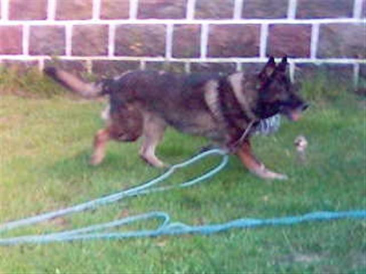 Schæferhund Vaks - Vaks <3. billede 1