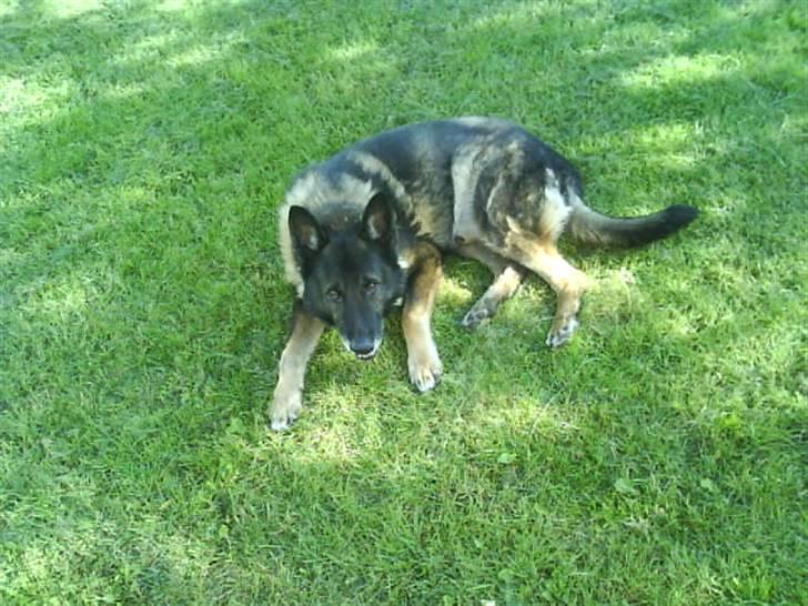 Schæferhund Vaks - The sweetest dog q; billede 2