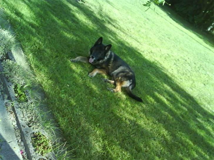 Schæferhund Vaks - Vaks <3. billede 4