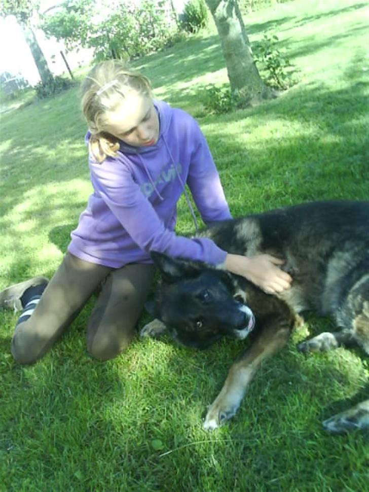 Schæferhund Vaks - Mig og Vaks. billede 5