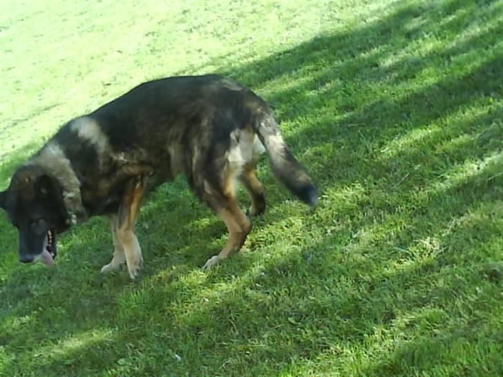 Schæferhund Vaks - Vaks d; billede 6