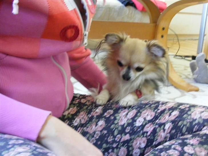 Chihuahua | Jacko - # Billede 10 billede 10