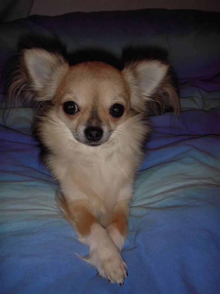 Chihuahua | Jacko - # Billede 11 billede 11