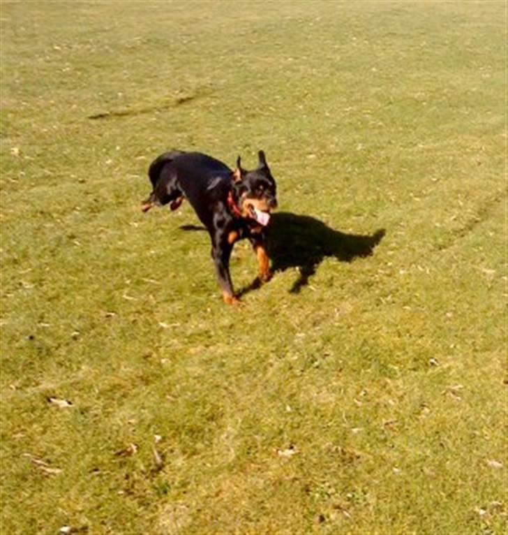 Rottweiler Nanna billede 11