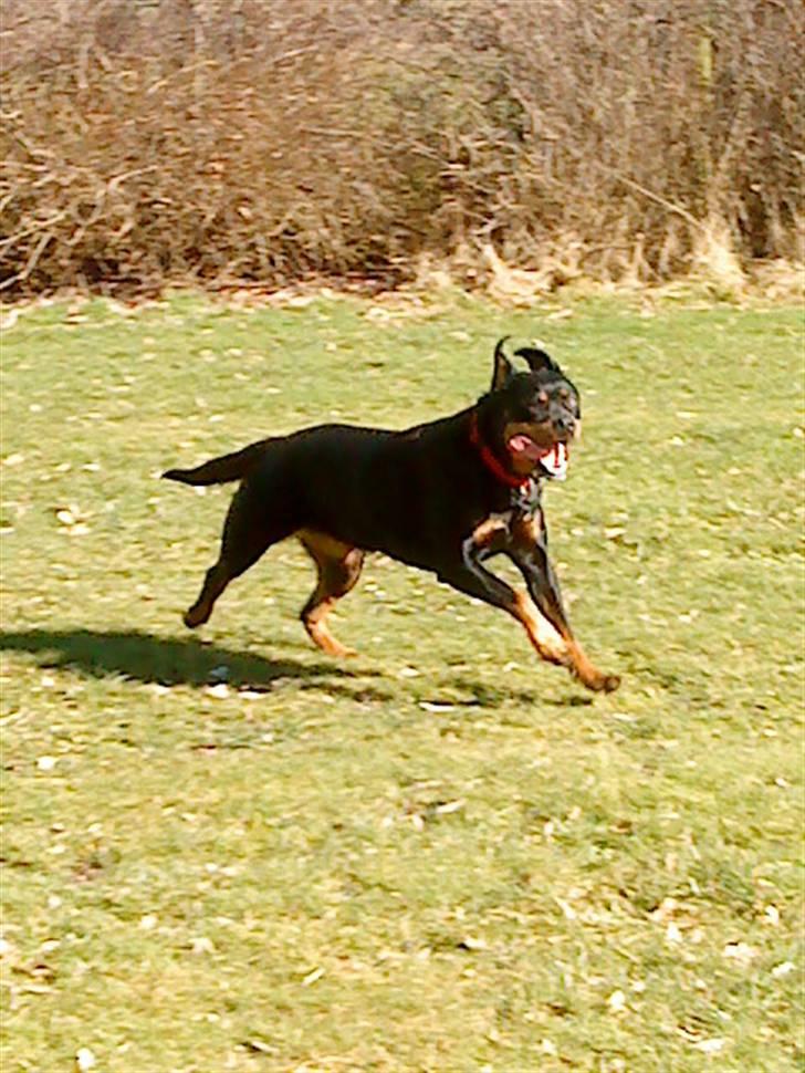 Rottweiler Nanna billede 12