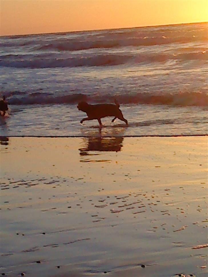 Rottweiler Nanna billede 13