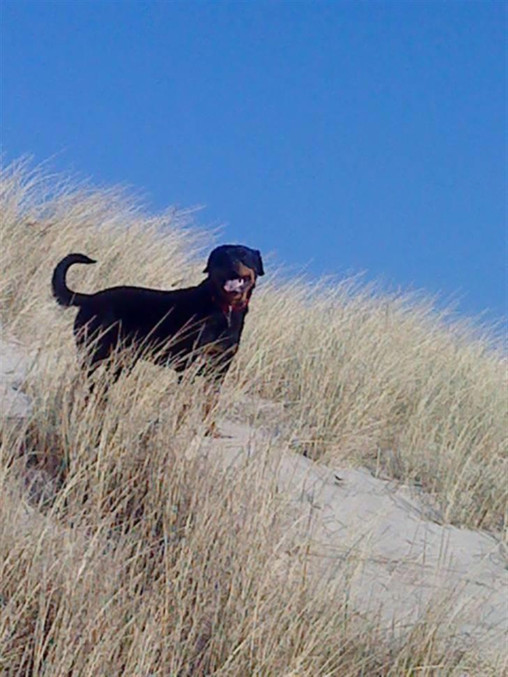 Rottweiler Nanna billede 14