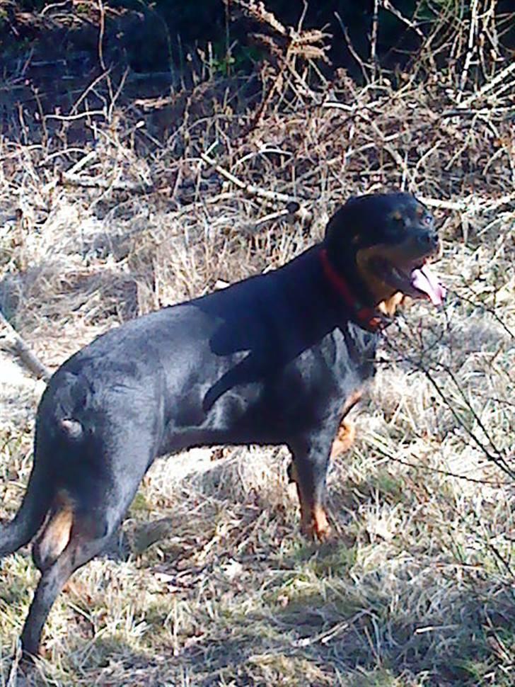 Rottweiler Nanna billede 15