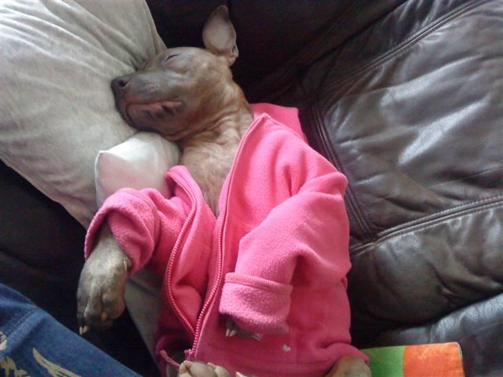 Amerikansk staffordshire terrier Shawty - Sleepin´ lady in pink billede 9