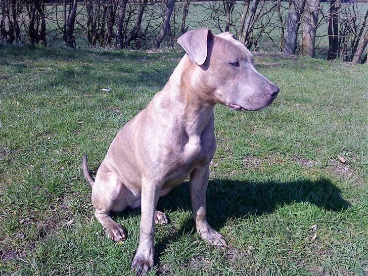 Amerikansk staffordshire terrier Shawty - :) billede 10