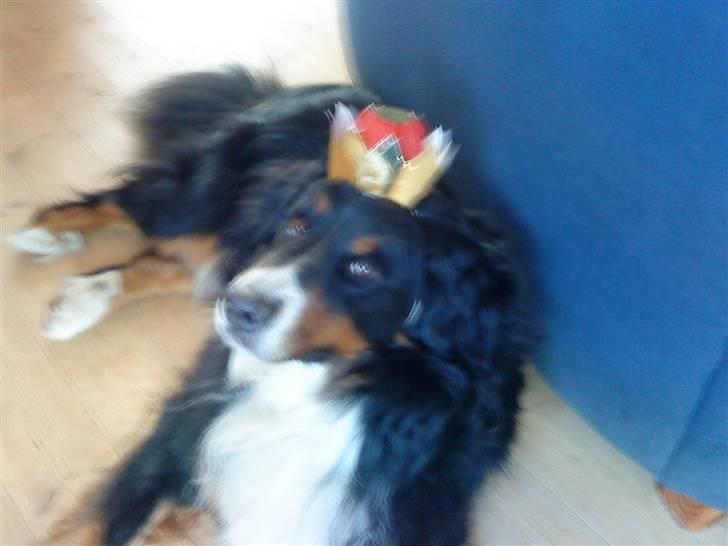 Berner sennenhund Bailey - >:( jeg blev droning billede 10