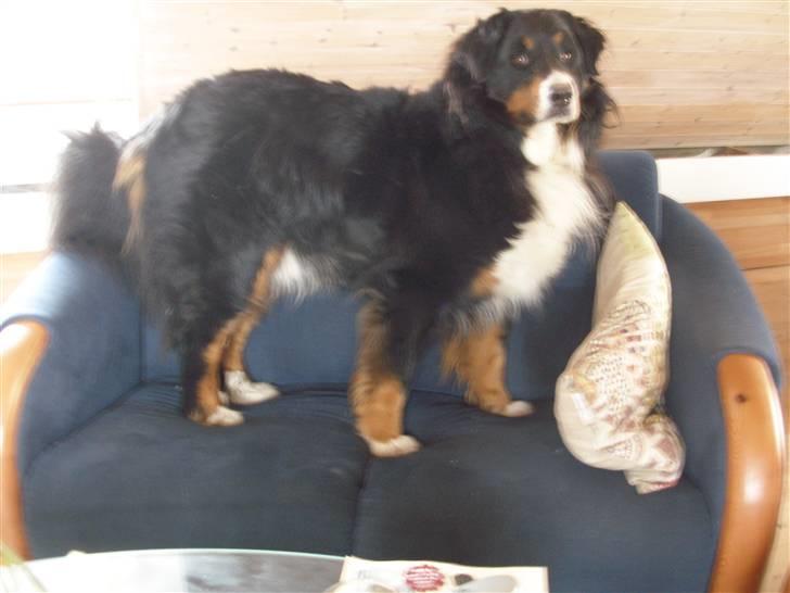 Berner sennenhund Bailey - den sofa er for lille til mig billede 12
