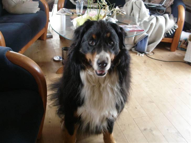 Berner sennenhund Bailey billede 13