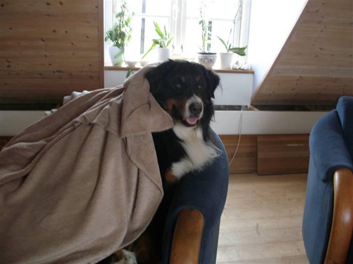 Berner sennenhund Bailey - Jeg er supermand :P billede 15