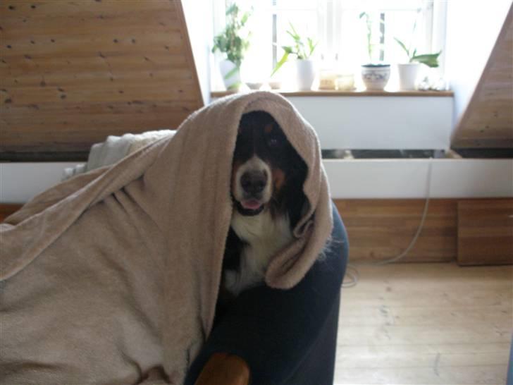 Berner sennenhund Bailey - rødhætte :P billede 16