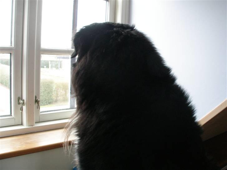 Berner sennenhund Bailey - der kommer en bil billede 17