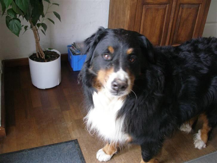 Berner sennenhund Bailey billede 18