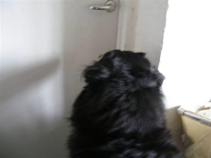 Berner sennenhund Bailey - Jahhh nu komemr der gæster billede 19