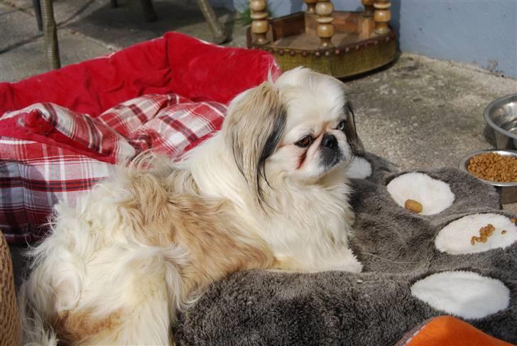 Pekingeser nala - En blød pude og lidt guf....Livet er jo herligt. billede 20