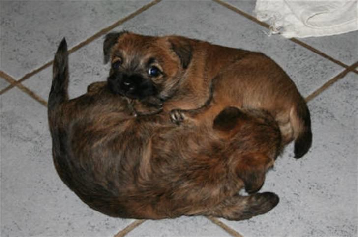 Cairn terrier Frida billede 15