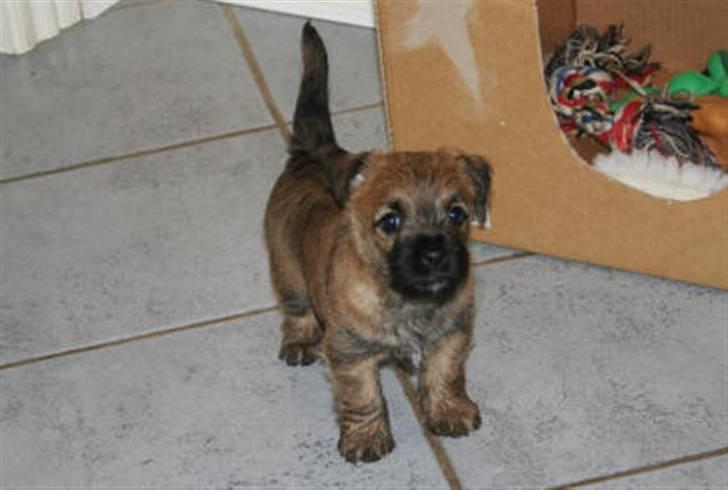 Cairn terrier Frida billede 16