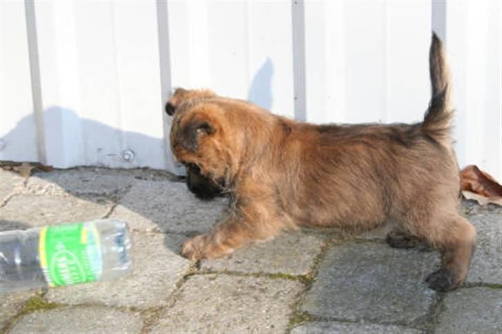 Cairn terrier Frida billede 17