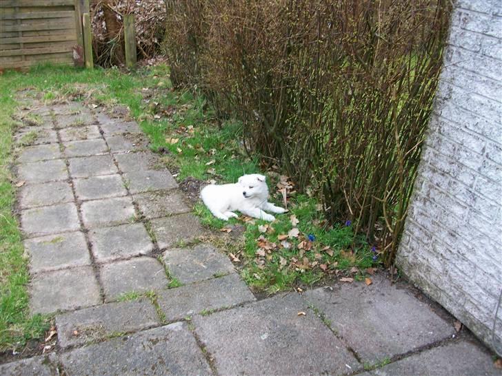 Samojedhund Bianca - uha jeg ligger godt her :) billede 1