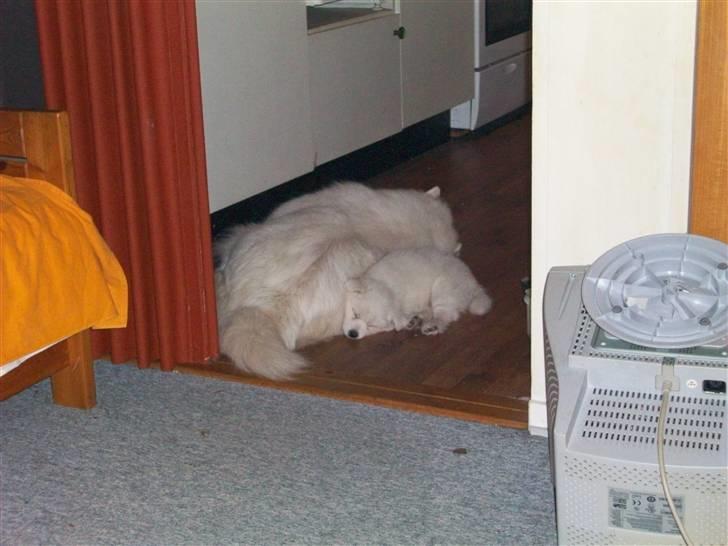 Samojedhund Bianca - her er så min mor og mig, vi hygger lige inden vi skal sige farvel :) billede 2