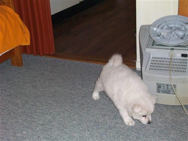 Samojedhund Bianca - det er så mit nye hjem :) det ser dejligt ud :) billede 3