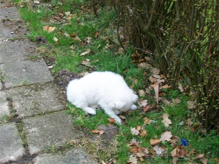 Samojedhund Bianca - hmm hvad er det dernede ? billede 4