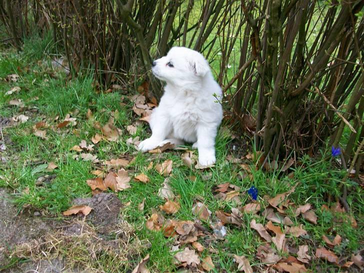 Samojedhund Bianca - uhhm en hæk smager godt :) billede 5