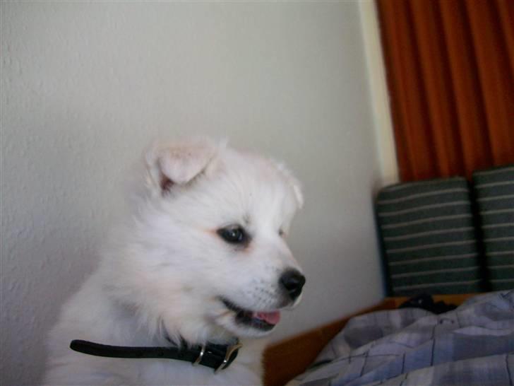 Samojedhund Bianca - her er mit spionblik :) billede 6