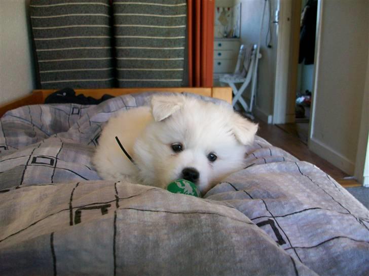 Samojedhund Bianca - min fine bold, som jeg lige fik lyst til at lege med :) billede 7