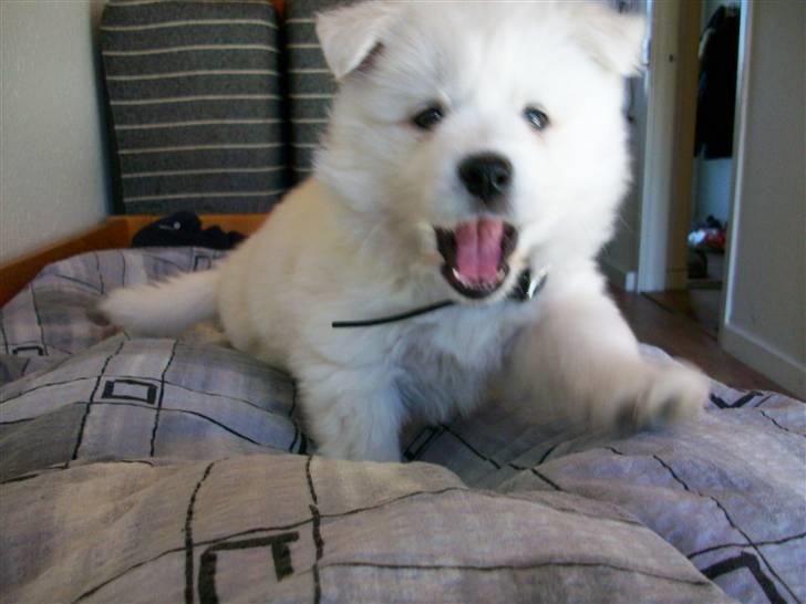 Samojedhund Bianca - pas på ! jeg spiser dig nu ! billede 8