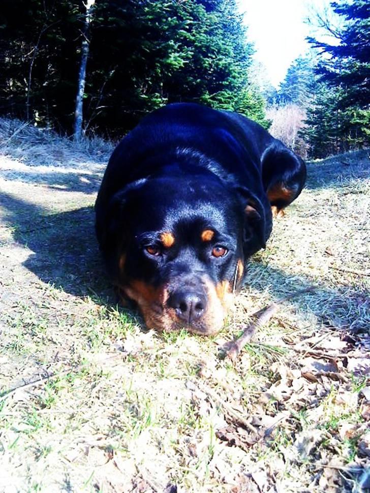 Rottweiler Nanna billede 16