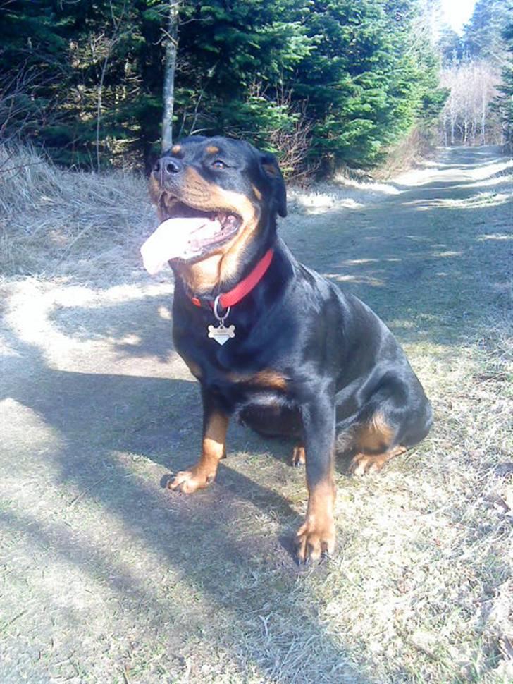 Rottweiler Nanna billede 17