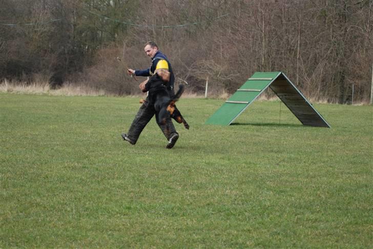 Rottweiler Nellemann's Exacum  - Du bliver bare her.... Excon 8 år billede 13