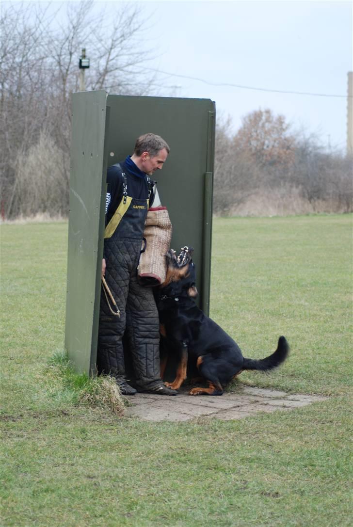 Rottweiler Nellemann's Exacum  - Se mine bisser :) Excon 8 år og stadig aktiv billede 14