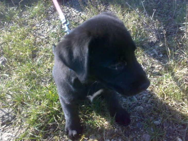 Labrador retriever joey - 3/4 billede 15