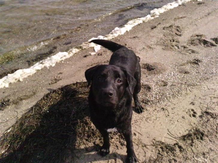 Labrador retriever joey - joey ved vandet maj 2010 billede 16