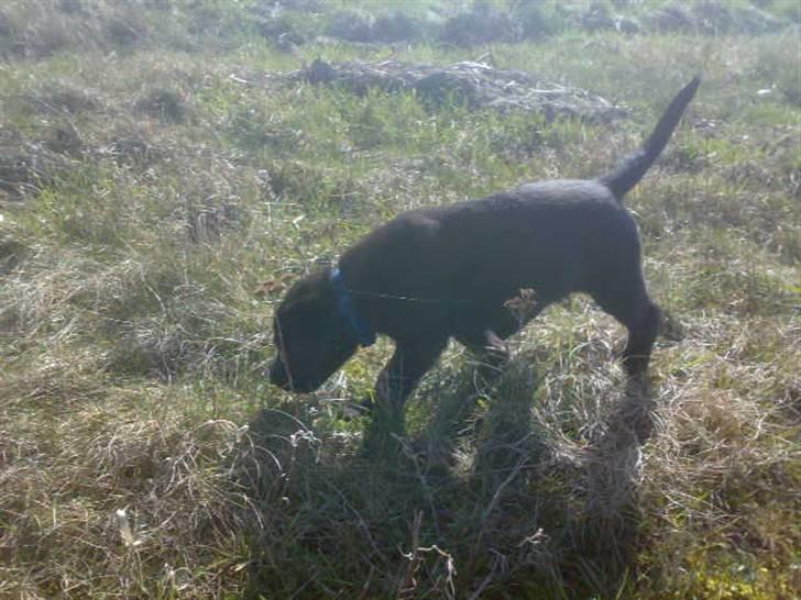 Labrador retriever joey - 3/4 billede 17