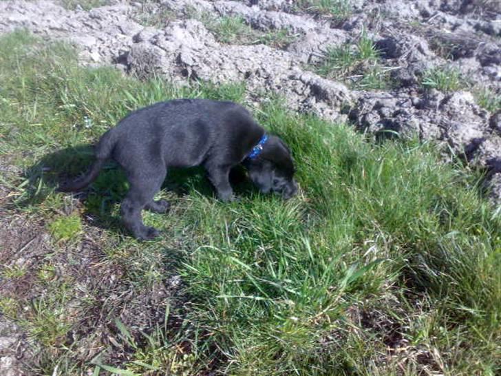 Labrador retriever joey - 3/4 billede 19