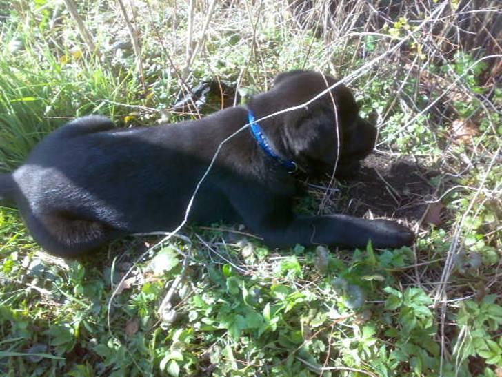 Labrador retriever joey - 3/4 billede 20