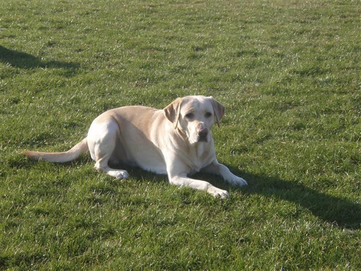 Labrador retriever Diddi billede 10