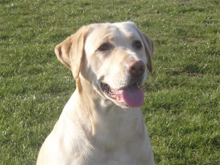 Labrador retriever Diddi billede 11