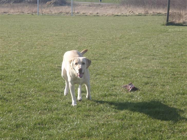 Labrador retriever Diddi billede 12